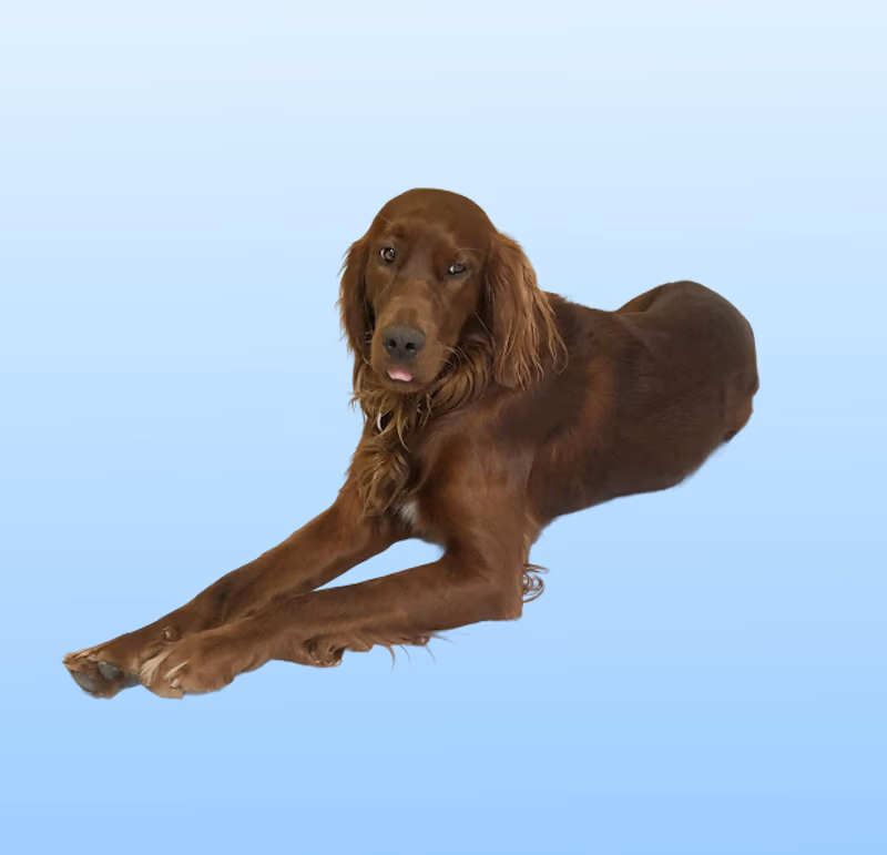 Bruno, vår søte hund