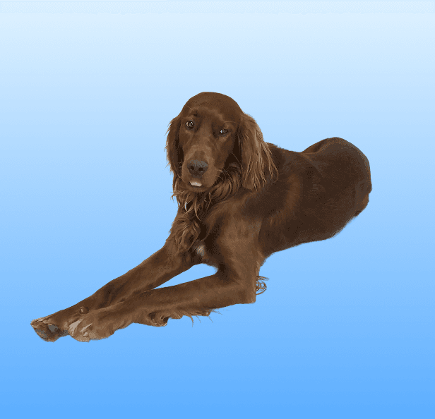 Bruno, vår søte hund